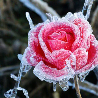 Замороженные Розы В Кубике Льда Изолированы На Белом Фоне — стоковые  фотографии и другие картинки Роза - iStock