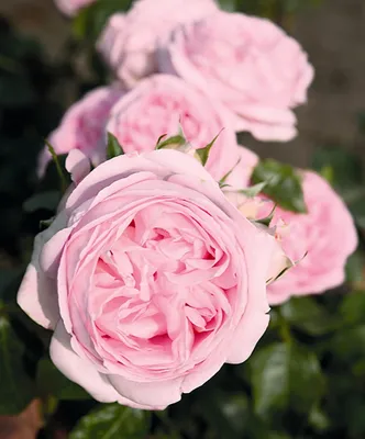 Voyage | grootbloemige rozen | Rosarium Lottum