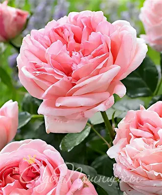Profile Pink Rose Voyage Sun Shining Stock Photo 1430782847 | Shutterstock