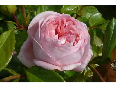 чайно гибридная роза вояж.питомник роз полины козловой, rozarium.biz -  YouTube