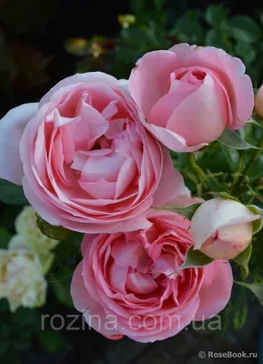 Edelrose Voyage®, Rosa 'Voyage®' - Rosengut Langerwisch