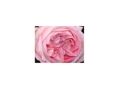 Градина \"Роза\" - Voyage / Tantau , много силно ароматна... | Facebook