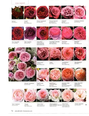 Voyage Delices Rose, jedinečný BIO balzám s něžnou vůní růže , La Sultane  de Saba, Paris, 300 ml - Francouzská kosmetika | Nová vůně. Nové potěšení.
