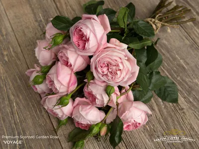 Flower Allie Garden rose chart 1 | Rose garden, Rose garden design, Rose  varieties