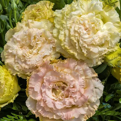 Edelrose 'Voyage', Rosa 'Voyage' rosa - Seebauer