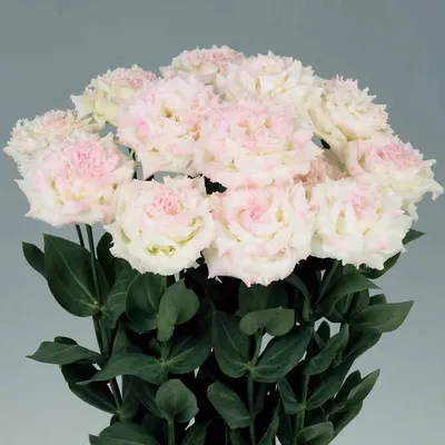 Lisianthus Voyage 2 Champagne F1 Seed – Harris Seeds