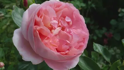 Shower Cream - Rose - Journey to the route of Delights – La Sultane de Saba  USA