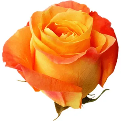 Роза Вуду (Voodoo) - Питомник роз