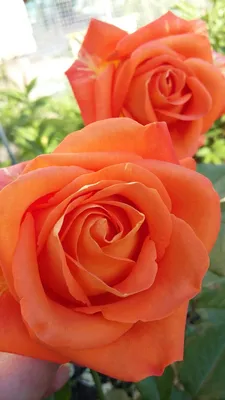 Саженцы розы чайно гибридной Вуду купить в Москве по цене от 490 до 1990  руб. - питомник растений Элитный Сад