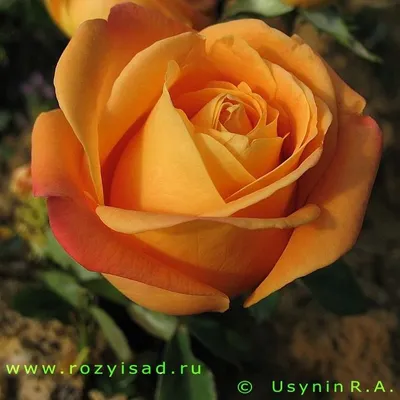 Роза Voodoo-Вуду(чайно-гибридная) – Купить в Миассе – Доставка по РФ