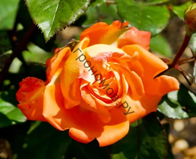 Роза чайно-гибридная Вуду ø18.5 h30 см в Москве – купить по низкой цене в  интернет-магазине Леруа Мерлен