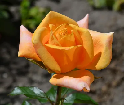 ВУДУ - чайно-гибридная красавица роза! | Ксения Rosebushes | Дзен