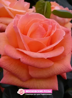 Роза чайно-гибридная Вуду С3,5