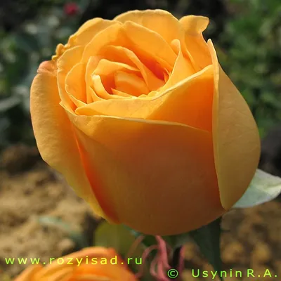 Роза Вуду (Voodoo) – купить саженцы роз в Коломне