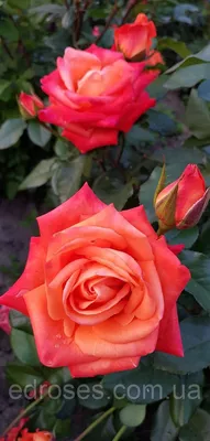 Роза Вуду Rose Voodoо, купить саженцы роз Украина, фото роз, доставка  Укр.почтой, каталог на 2022