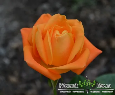 Роза Вуду | саженцы оранжевой розы в Украине