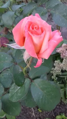 Купить Штамб Вуду, Фото и описание роз, Штамбовые розы в интернет магазине  \"КустикОптом\" саженцы от производителя.