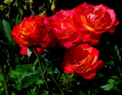 🌹Саженцы РОЗ🌹 rosebushes.ru (@rose_bushes161) • Instagram photos and  videos