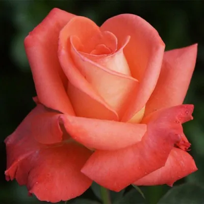 Роза чайно-гибридная Тропикана - купить по низкой цене с доставкой
