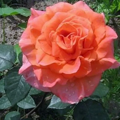 Роза Shakira (Шакира) – купить саженцы роз в питомнике в Москве