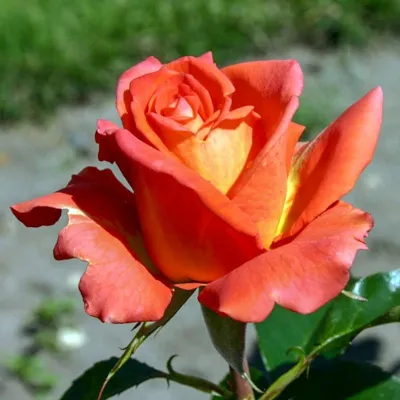 Эквадорские розы, сорт Вуду - YouTube