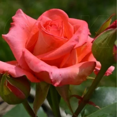 Звезды\"моего розария. Чайно-гибридные красавицы. | Про розы, сад и  путешествия | Дзен