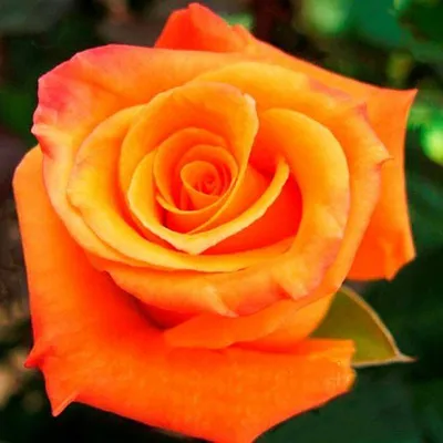 Роза чайно-гибридная Voodoo (Вуду) 890 руб. AGRO44716