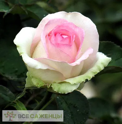 Роза High Society (Хай Сосаети) – купить саженцы роз в питомнике в Москве