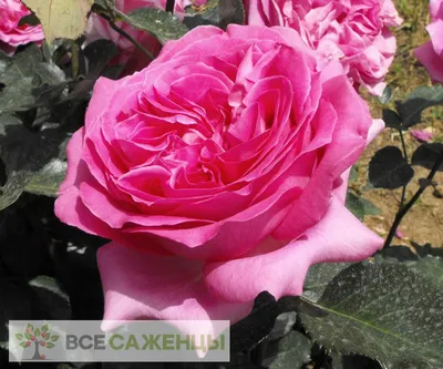 Роза High Society