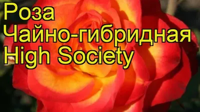 Роза Eden Rose в горшке 3л – фото, отзывы, характеристики в  интернет-магазине ROZETKA от продавца: Khalim's universe | Купить в  Украине: Киеве, Харькове, Днепре, Одессе, Запорожье, Львове