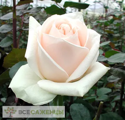 Купить саженцы Роза Высший Свет (High Society, Высшее Общество)