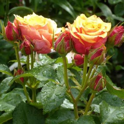 Growing Blaze Climbing Rose | Red climbing roses, Climbing roses, Rose trees