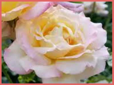 Мохана (Mohana): продажа, цена в Киевской области. Рассада и саженцы цветов  от \"EDROSES\" - 1350982805