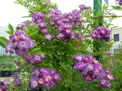 Роза Зе Фейрі, Rosa polyantha The Fairy | САД ПОЛТАВИ
