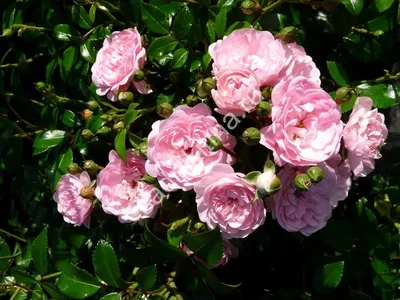 The Fairy - Зе Фейри (Feerie, Perle Rose) - Фея: продажа, цена в Харькове.  Рассада и саженцы цветов от \"Интернет-магазин Densiflóra (Харьковский  питомник растений)\" - 1132404473