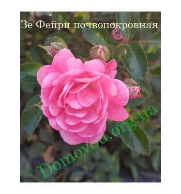 Купить Роза Зе Фейри (The Fairy) — АС-Клематис