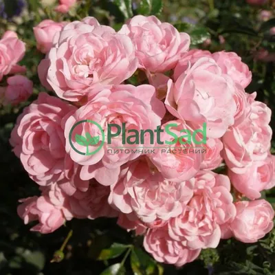 Роза Рот Зе Фейри, Rosa polyantha Rote The Fairy | САД ПОЛТАВИ