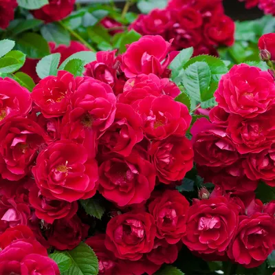 Роза почвопокровная Рот зе Фейри: купить в Москве саженцы Rosa Rote The  Fairy в питомнике «Медра» по цене от 840 руб