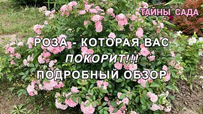 Роза Зе Фейри (The Fairy) (почвопокровная) - купить в Челябинске