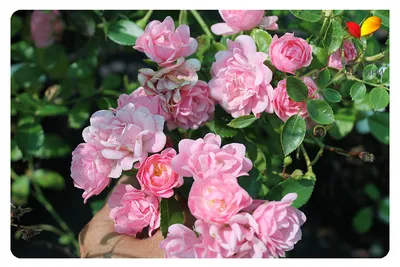 Купить Роза бордюрная Зе Фейри Rose The Fairy - в питомнике Флорини