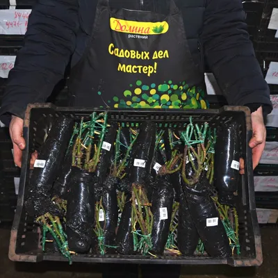 Роза Зе Фейри С1,5 (The Fairy) купить в Нур-Султане, доставка почтой по  Казахстану, недорого в интернет-магазине, цены