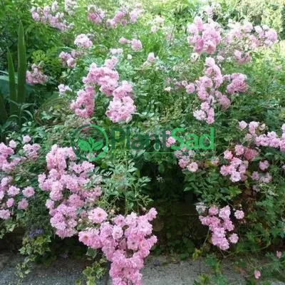 Роза флорибунда \"Зе Фейри\" / Rosa floribunda \"The Fairy\"