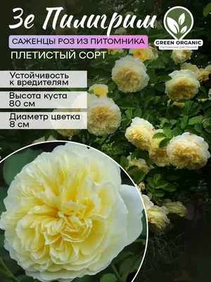 Роза Зе Пилигрим саженцы 1 шт GREEN ORGANIC 179027746 купить за 357 ₽ в  интернет-магазине Wildberries