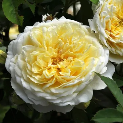 Роза Английская Зе пилигрим | 3 250р. | покупайте в садовом центре  ivino.garden