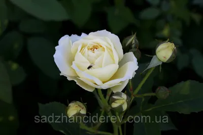 Роза Английская : Роза английска- Пилигрим