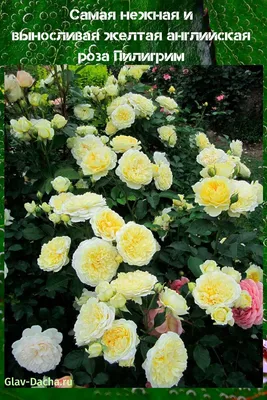 Особенности выращивания розы Пилигрим | VseOlady.ru | Дзен