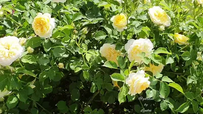 Роза Пилигрим Pilgrim - купить саженцы роз с доставкой по Украине в  магазине Добродар