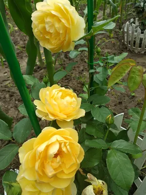 Роза английская Пилигрим - 71 фото
