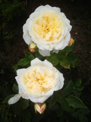Чарити (Charity) - Английские розы - Розы - Каталог