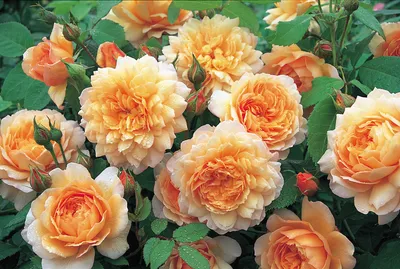 ✿➽ Розы flammentanz, Jasmina,, Caramella,The Pilgrim в нашем саду 2019 -  YouTube